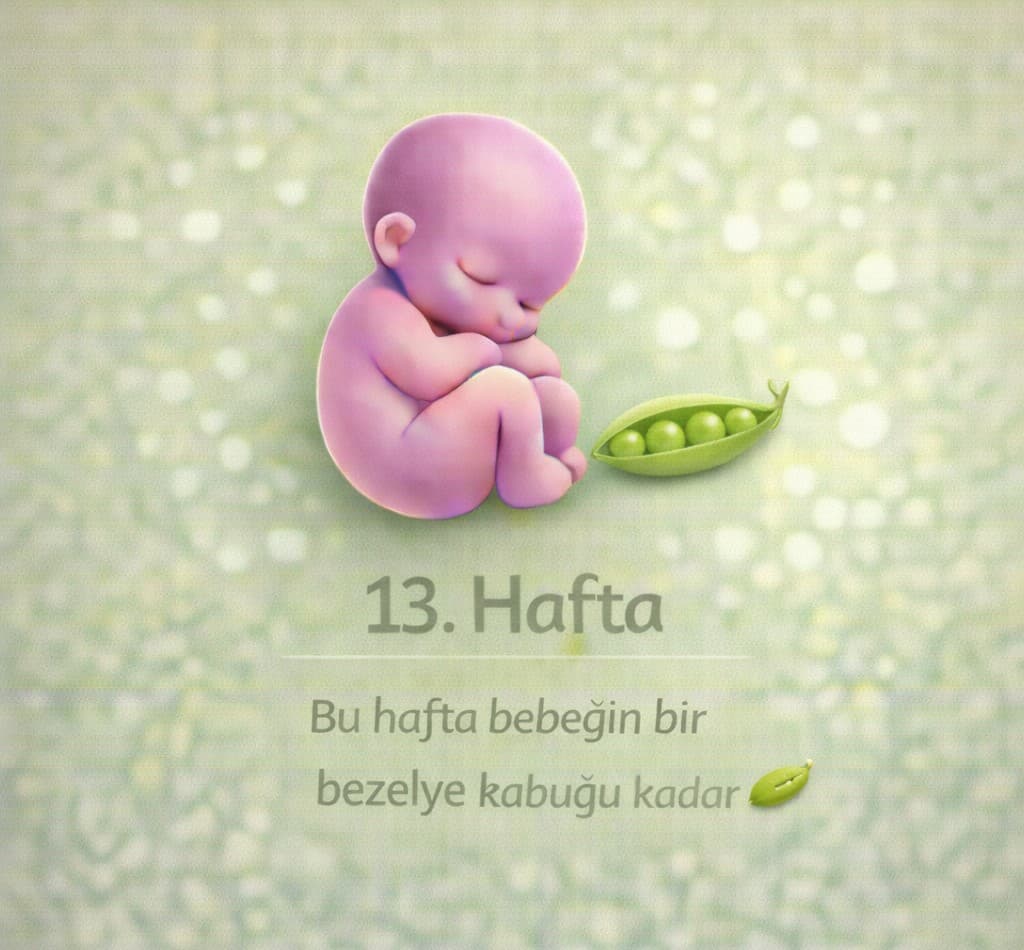 13. Hafta Gebelik