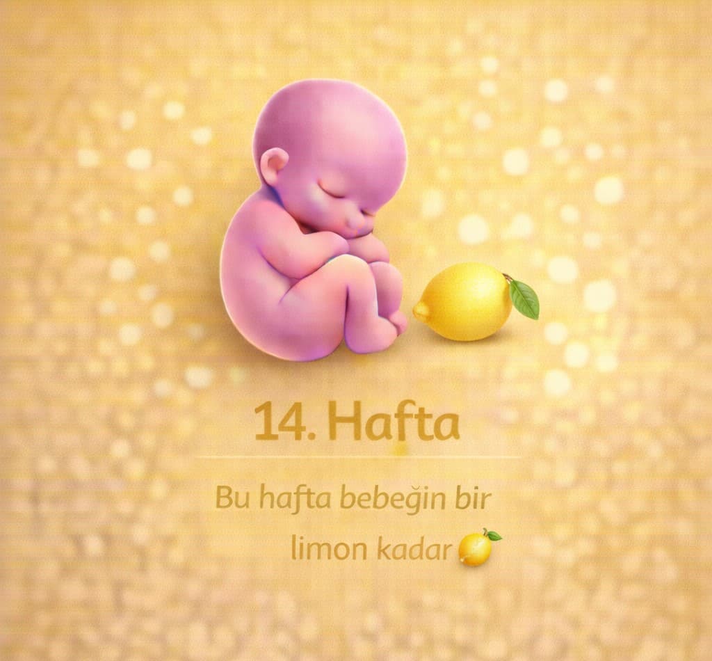 14. Hafta Gebelik